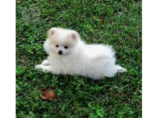 PoulaTo: πανέμορφο Pomeranian κουτάβια